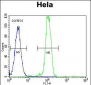 B2M Antibody (C-term)